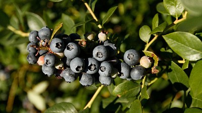 Productores de arándanos celebran medida del Senasa en favor de la sustentabilidad