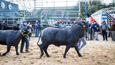 Volvieron los Búfalos a la Exposición Rural