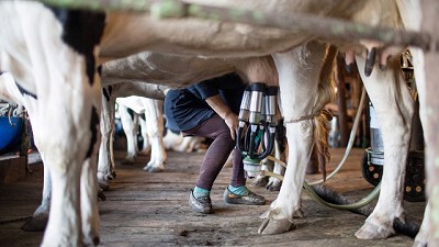 Sanidad animal. Hay que empezar por lo más básico