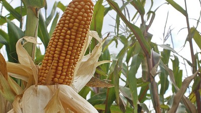 La alta inversión por hectárea condiciona la siembra de maíz