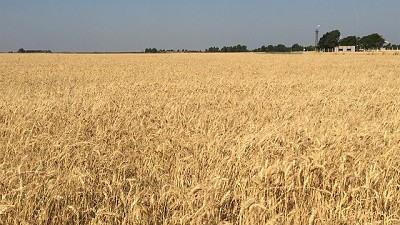 Fuerte adelanto de las ventas de trigo argentino de la nueva cosecha