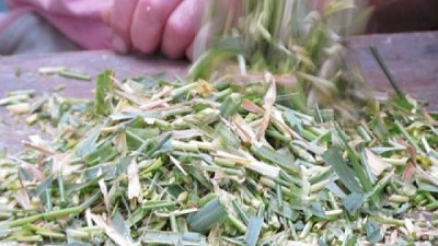 Cebada, una herramienta para la planificación forrajera 