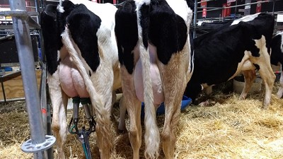 Exposición Rural 2018: el imperdible tambo que enseña cómo se ordeñan las vacas lecheras