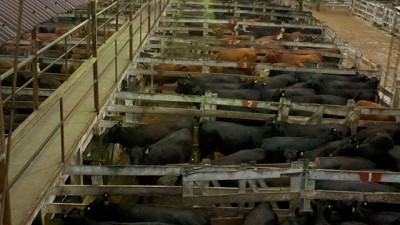 Mercado de Liniers: entrada pobre con plaza entre firme y sostenida