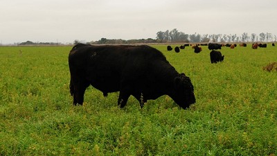 Exposición Rural 2018: Angus presentó el primer programa de evaluación genómica de América Latina