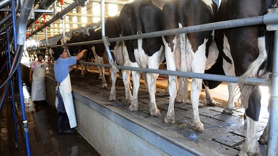 Los tamberos insisten con el reclamo de un precio de referencia para la leche