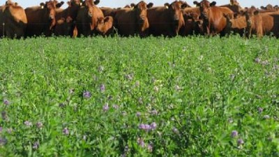 Un pastoreo más eficiente reduce hasta un 18 % la huella de carbono