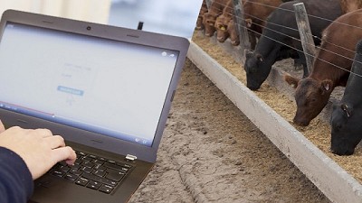 DT-e: el trámite debe ser por autogestión para feedlots