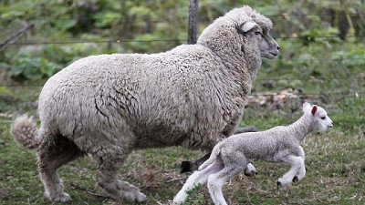 La Provincia financia 50 nuevos proyectos ovinos en 30 municipios