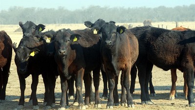 Aseguran que se puede producir el doble de carne con la misma cantidad de terneros