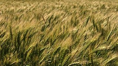 Los precios del trigo subieron más del 6% en las Bolsas de Chicago y de Kansas