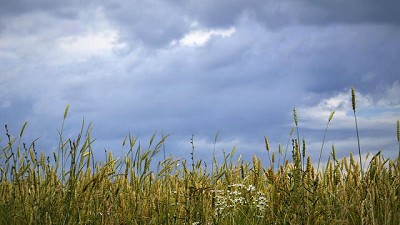 Radio: ¿El Trigo se ve afectado por las lluvias y por un posible fenómeno El Niño?