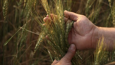 G-20. Expertos de todo el mundo debaten el rol y las problemáticas de la agricultura