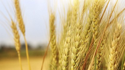 Otra jornada con precios en alza para el trigo nuevo