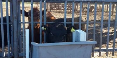 Comederos inteligentes evalúan la conducta de las vacas
