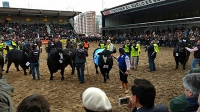 La raza Brangus también se lució en la pista de Palermo