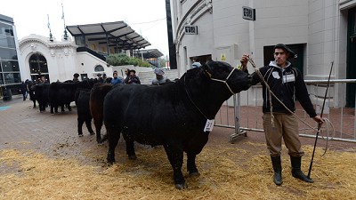 Cómo aumentar la producción de carne en Argentina