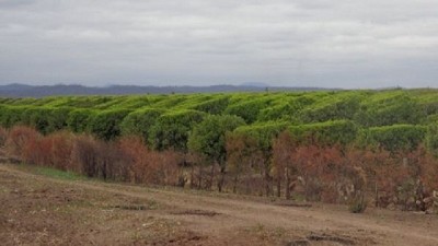 Llegó el invierno: cuatro opciones para podar los cítricos