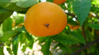 Mandarinas, naranjas y pomelos los frutos del invierno