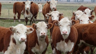 El novillo de consumo le ganó a la inflación por primera vez en dos años