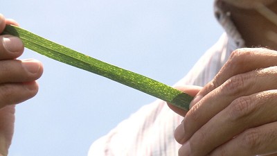 En el trigo, hay que levantar la guardia contra la roya amarilla