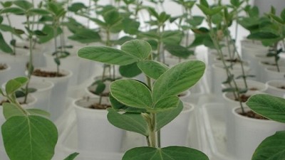 Una startup rosarina se asocia para desarrollar cultivos tolerantes a herbicidas