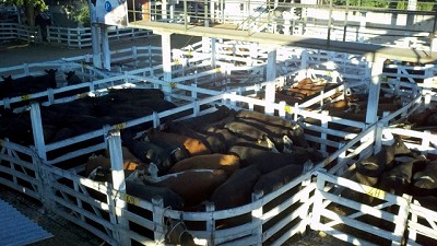 Mercado de Liniers: ingreso pobre y vaca firme