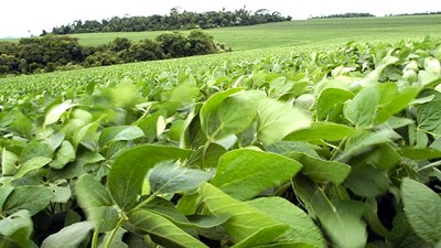 Lebacs vs. el campo: lo mejor es tener una cartera diversificada