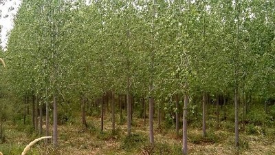 Generan un fondo de más de 1.000 millones para forestación