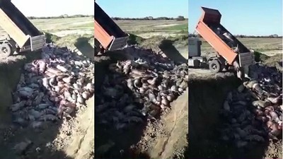 Tragedia en Santa Fe: levantó una cortina, no accionó una palanca, y murieron cientos de cerdos