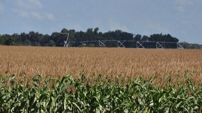 Científicos argentinos buscan un maíz que resista a múltiples enfermedades