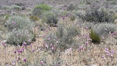 La biodiversidad aporta estabilidad a los ecosistemas