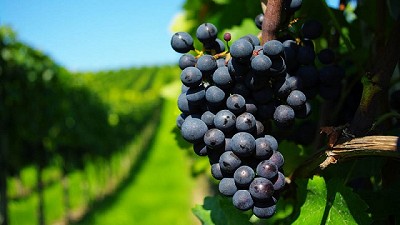 Nuevas oportunidades comerciales para la cadena vitivinícola