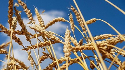 Un invierno mucho más frío que sube el listón de las espectativas trigueras - GEA - BCR