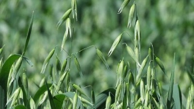En invierno, la avena produce forraje de calidad