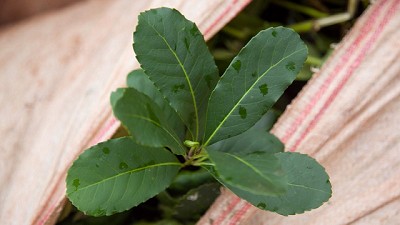 Mayor trazabilidad para las plantas de Especies Nativas y las semillas de la Yerba Mate