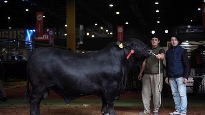 Genética. Semen y vientres, de remate