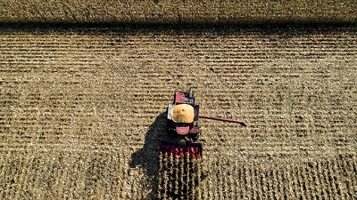 Mercado de Chicago: los precios de los granos sufrieron pero terminaron en alza