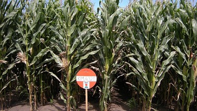 Semillas forrajeras. ¿Por qué elegir un híbrido silero?