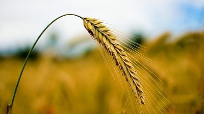 El Clima golpea al Trigo en el mundo