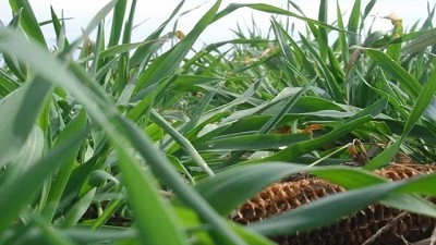 La avena, una carta ganadora para el invierno