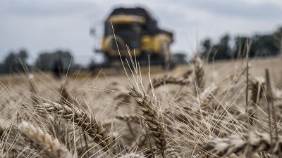 Cuál será el precio que cobrarán los contratistas en la cosecha de trigo