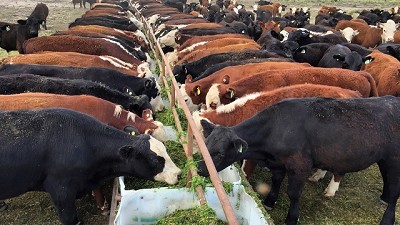 Invernada: los terneros de 180 a 230 kilos, la categoría más buscada