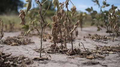 El campo y su propia gloria, un contraste con los cuadernos de la corrupción, por Dardo Lizárraga