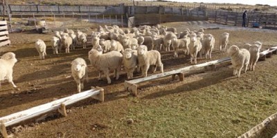 Cómo diseñar dietas más eficientes para los corderos