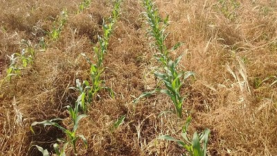 Congreso Aapresid: recalculando el sistema agrícola con intensificación sustentable