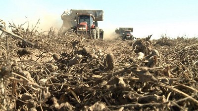 Córdoba: el clima golpeó fuerte y la cosecha de maní cae 41 por ciento