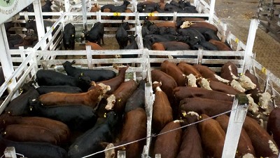 Martes en Liniers: plaza selectiva para el consumo y tranquila la vaca