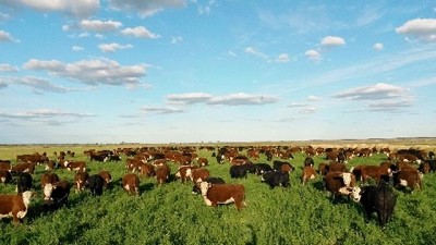 ¡Alerta, hipomagnesemia! Cómo cuidar a las vacas en época de pariciones