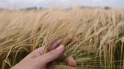 Está por finalizar la siembra de cebada y alcanzaría 950 mil hectáreas